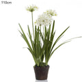 Agapanthus in Paper Pot White-abc