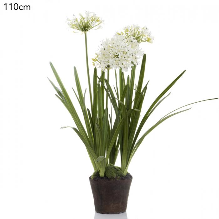 Agapanthus in Paper Pot White-abc