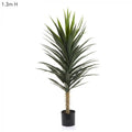 Yucca Plant W/102 Lvs 1.3m-abc