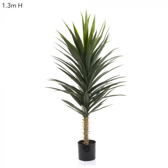 Yucca Plant W/102 Lvs 1.3m-abc