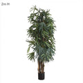 Raphis Palm (Thin Leaf) 2m-abc