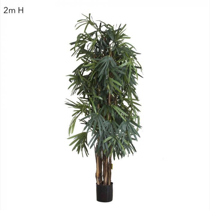 Raphis Palm (Thin Leaf) 2m-abc