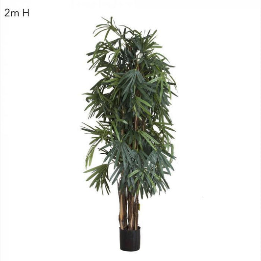 Raphis Palm (Thin Leaf) 2m-abc
