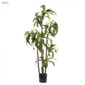 Dracaena Fragrans 8 Heads 1.5m-abc