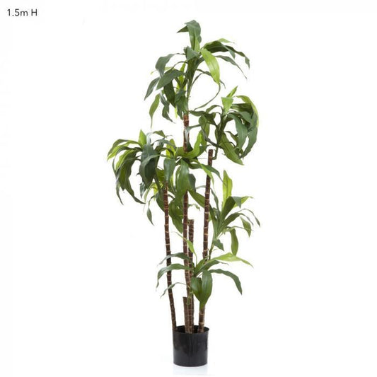 Dracaena Fragrans 8 Heads 1.5m-abc