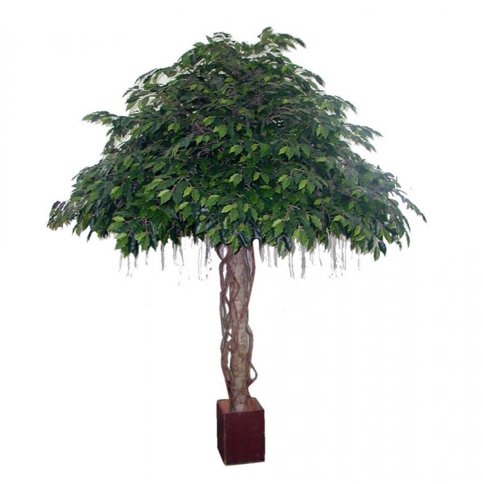 Fat Ficus Umbrella Giant 3.05m 12800Lvs-abc