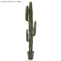Desert Cactus 156cm-abc