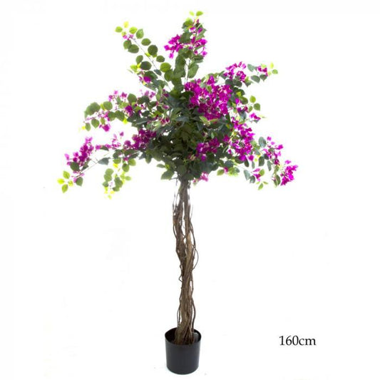 Bougainvillea Tree 1.6m (TCBOU1140-abc