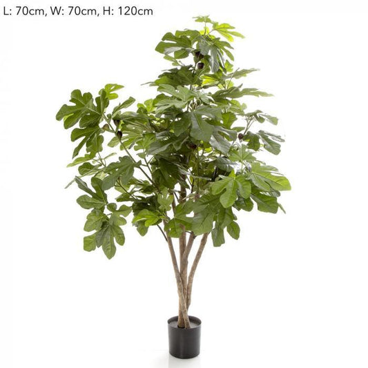 70cm Fig Tree w/158 Lvs 44 Fruits-abc
