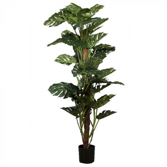 Split-Leaf Philodendron 1.9m-abc