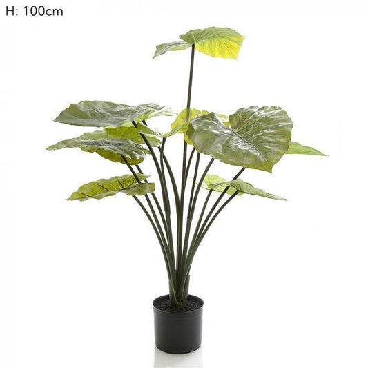 Taro Plant in Black Pot 1m 13 Lvs-abc