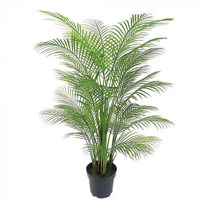 Palm Tree 1.65m-abc