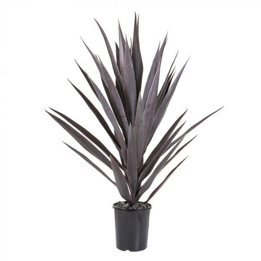 Yuccahead 78cm Potted-abc