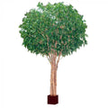 5.7M Giant Beech Tree W/19824Lvs-abc