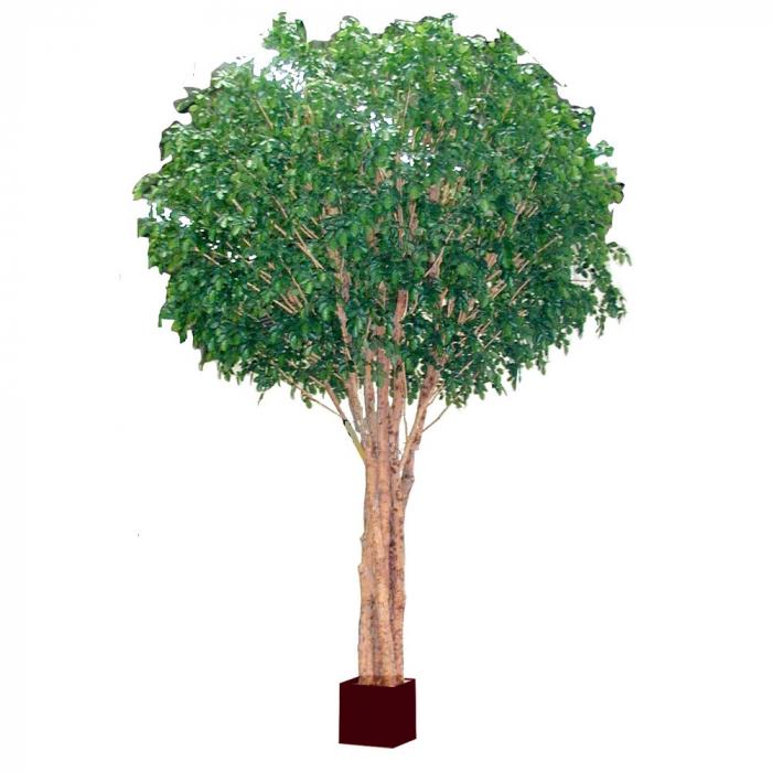 5.7M Giant Beech Tree W/19824Lvs-abc