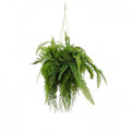 Fern Hanging 90cm-abc