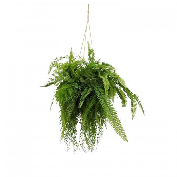 Fern Hanging 90cm-abc