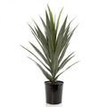 Yucca in Pot-abc