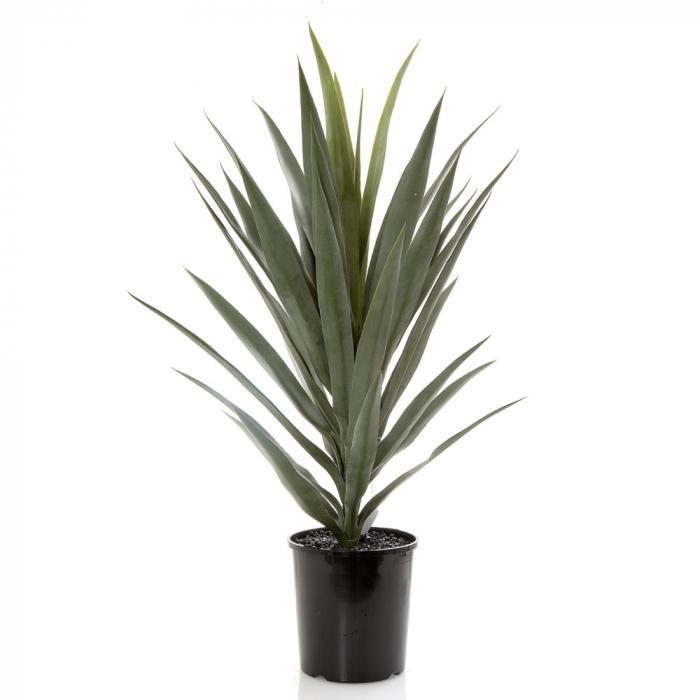 Yucca in Pot-abc