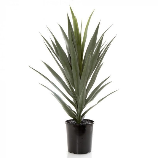 Yucca in Pot-abc