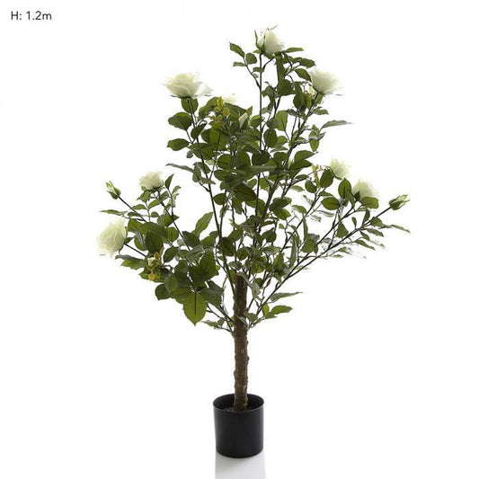 Rose Bush Tree 1m White-abc