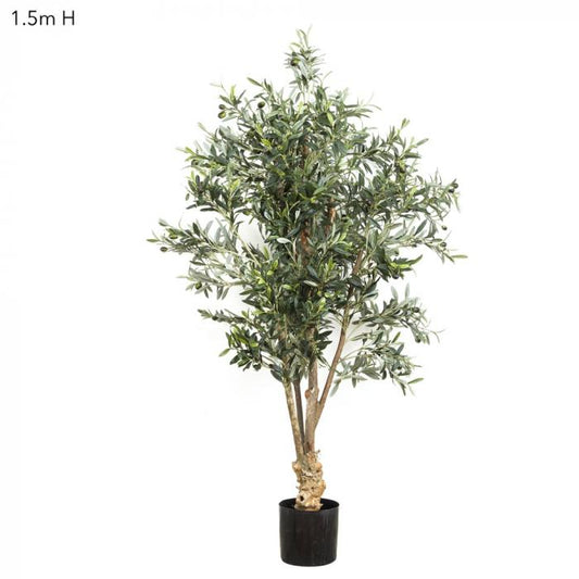 Olive Tree 1.5m-abc