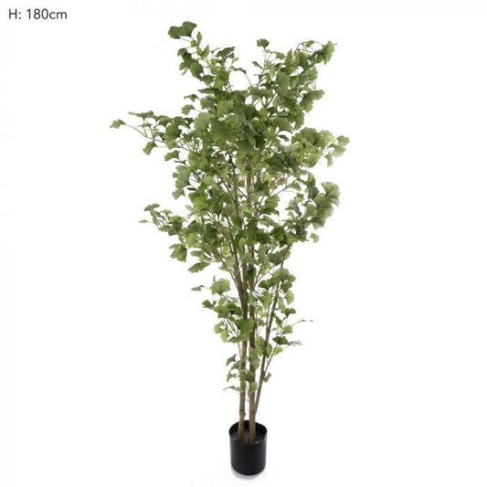 Ginko Tree Potted 1.8m 786 Lvs-abc