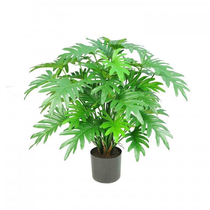 Split Philo potted Bush 50 Lvs 75cm-abc