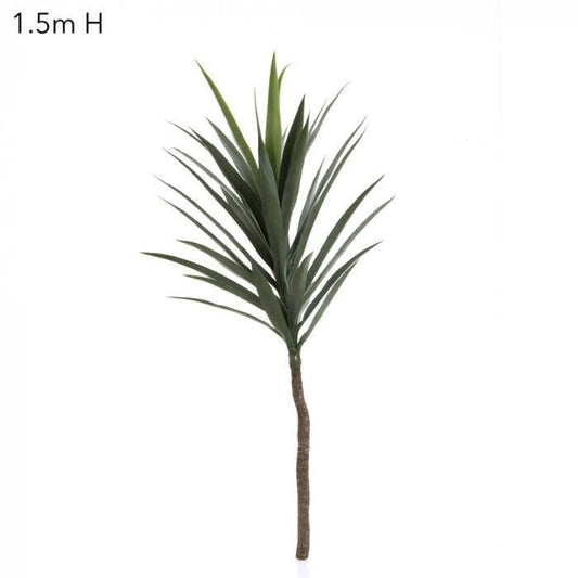 Yucca Stem W/36 Lves 134cm-abc