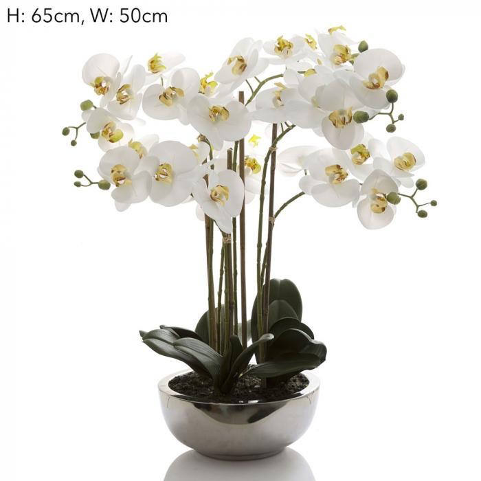 Phal R/Touch in Silver Pot-abc