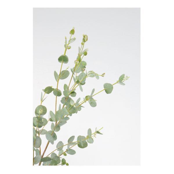 Canvas Native Gems Set of 6-abc