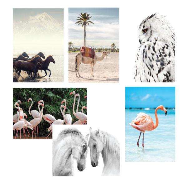 Canvas Wild & Free Set of 6-abc