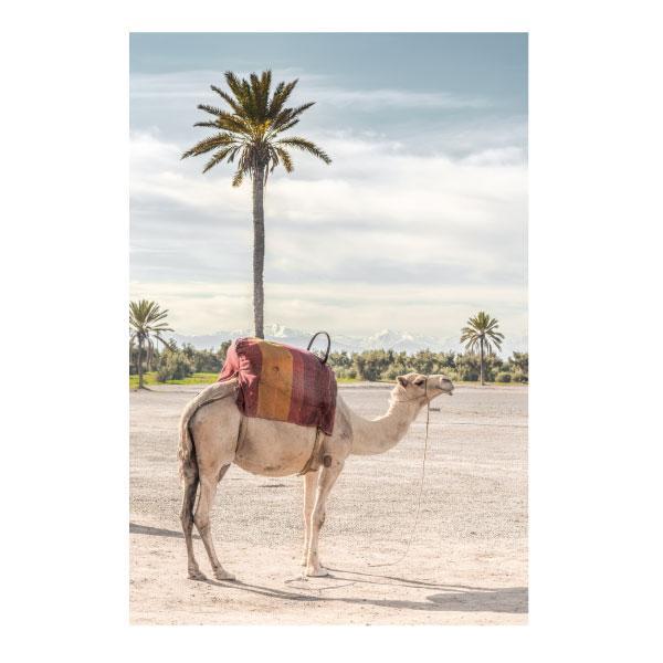 Canvas Wild & Free Set of 6-abc