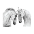 Canvas Wild & Free Set of 6-abc