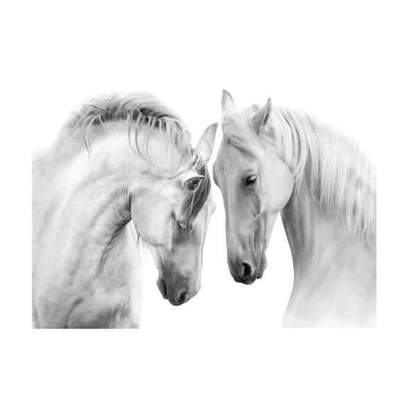 Canvas Wild & Free Set of 6-abc