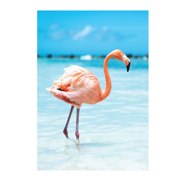 Canvas Wild & Free Set of 6-abc