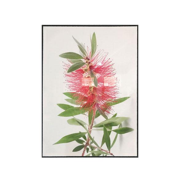 Native Blooms Framed Canvas Set of 6-abc