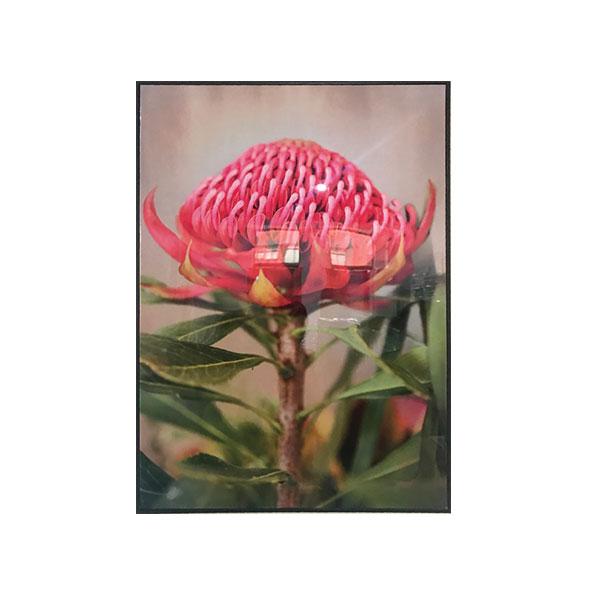 Native Blooms Framed Canvas Set of 6-abc