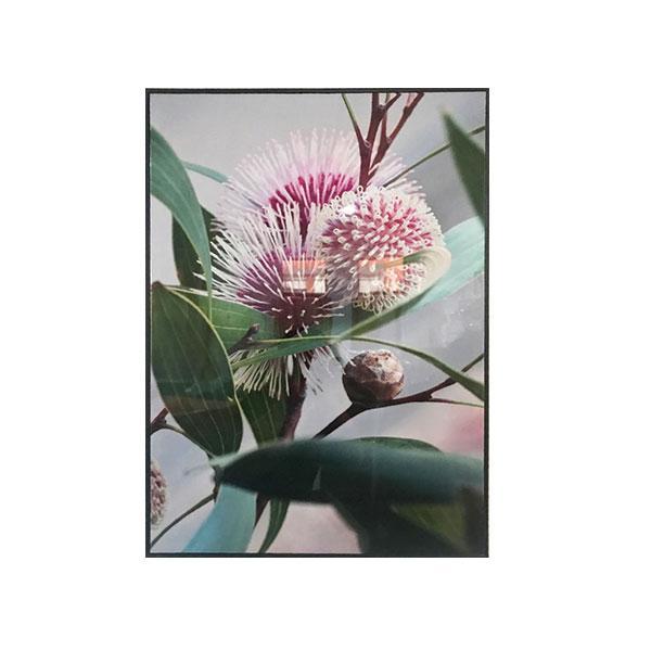 Native Blooms Framed Canvas Set of 6-abc