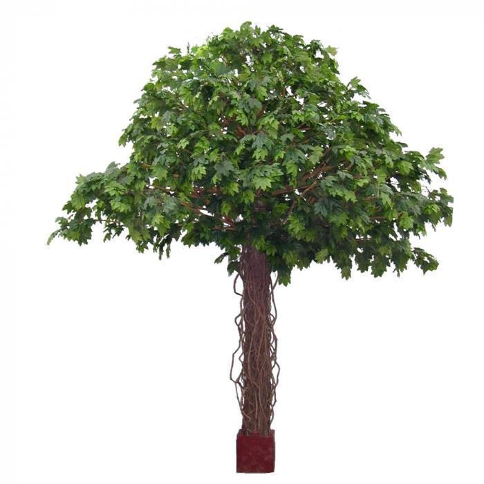 Giant Maple Liana W/9792Lvs-abc