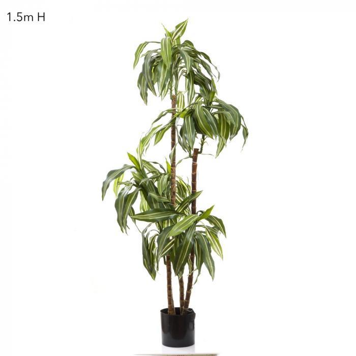 Dracaena Fragrans Steud 1.5m-abc