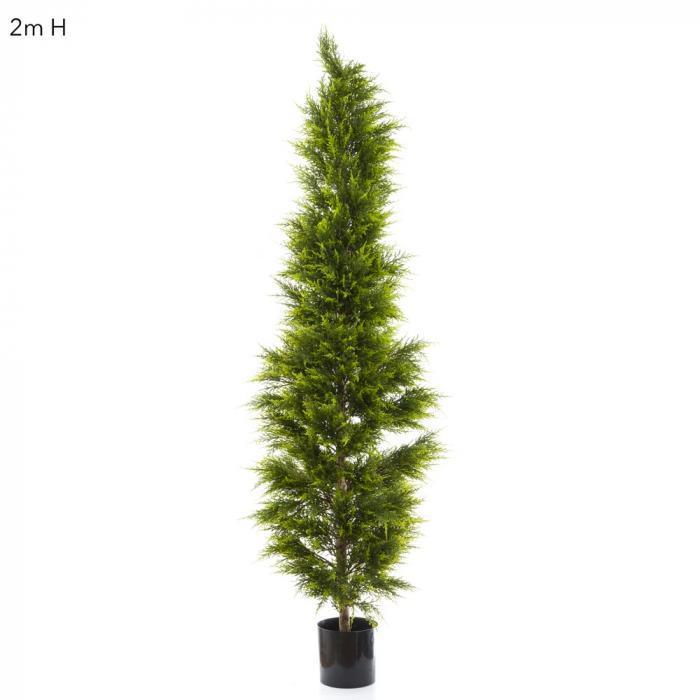 Cypress Pine 2m-abc
