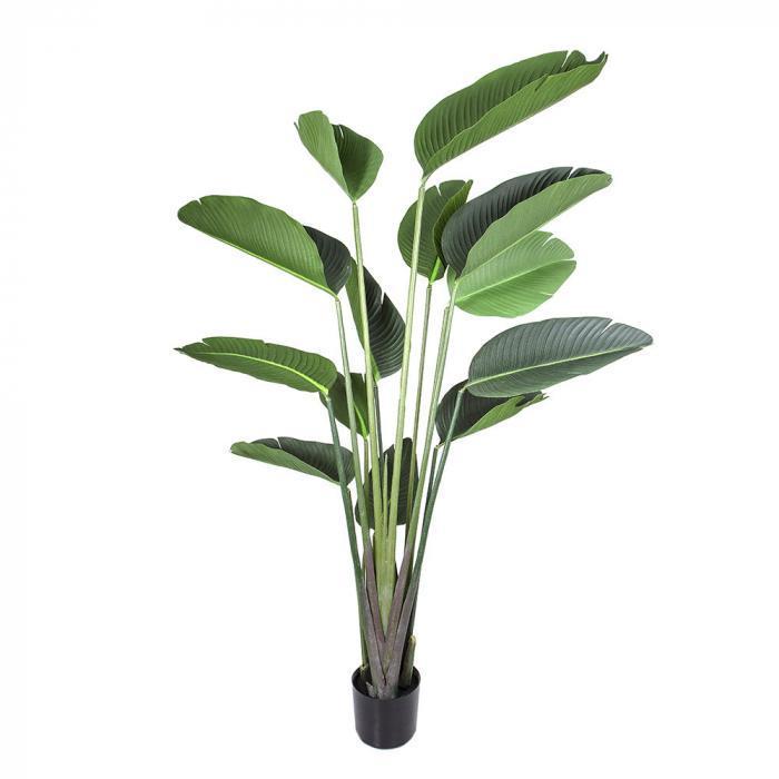 Bird of Paradise 13 Lvs 1.8m-abc