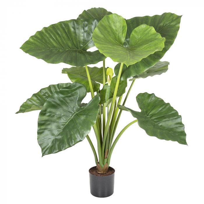 80cm Alocasia Calidora Potted 11 Lvs 2 B-abc