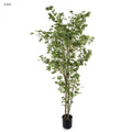 Ginko Tree 2.4m Potted-abc