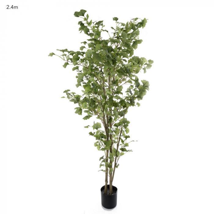 Ginko Tree 2.4m Potted-abc