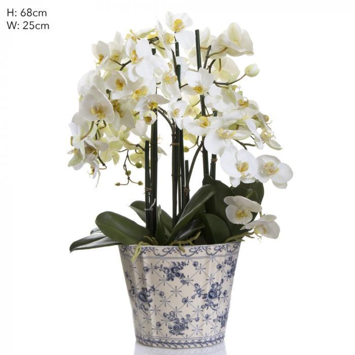 Phal in Blue/White Chinese Pot - White-abc