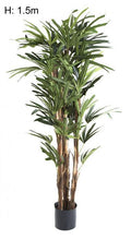 Raphis Palm W 333 Lvs 1.5m-abc