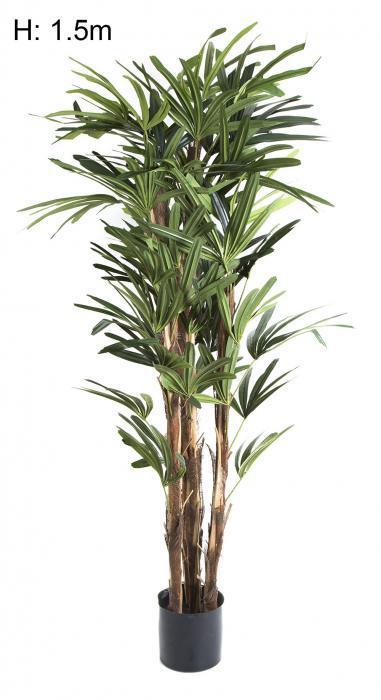 Raphis Palm W 333 Lvs 1.5m-abc