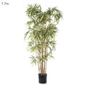 Variegated Royal Bamboo 1.7m-abc